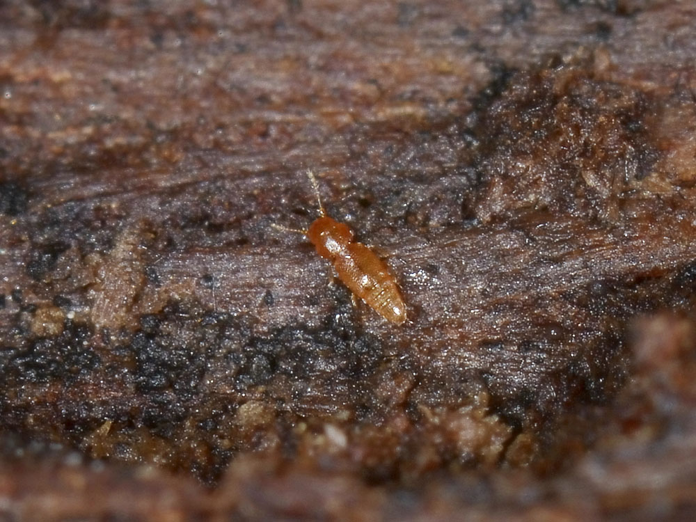 Ptinella sp. (Ptiliidae)